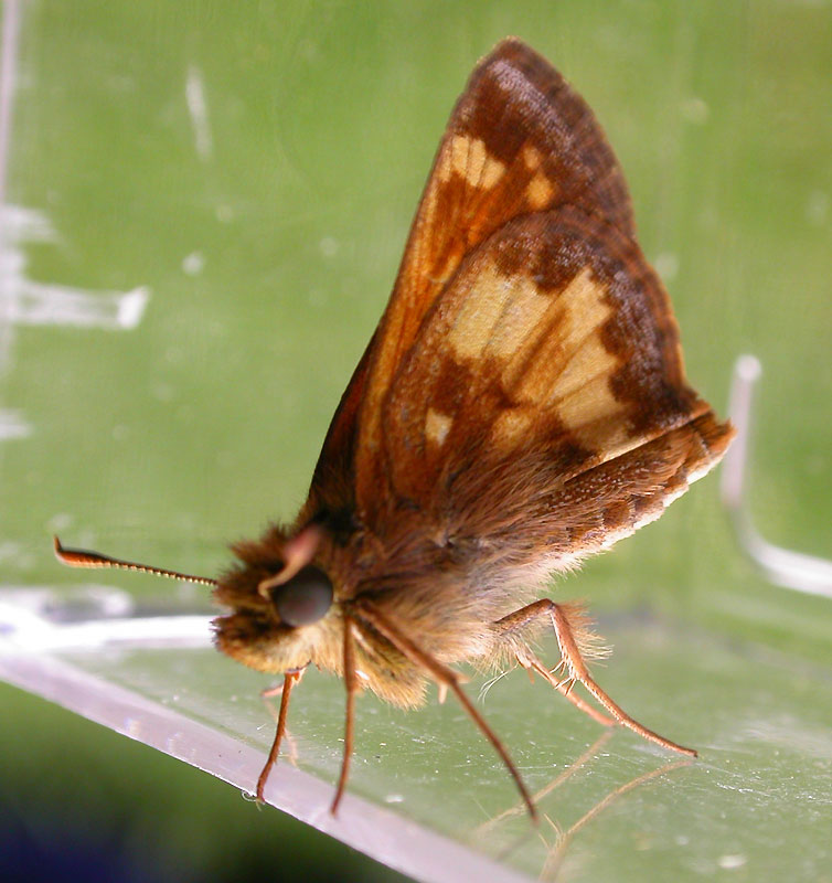 Polites mystic (?) - Long Dash Skipper (?)