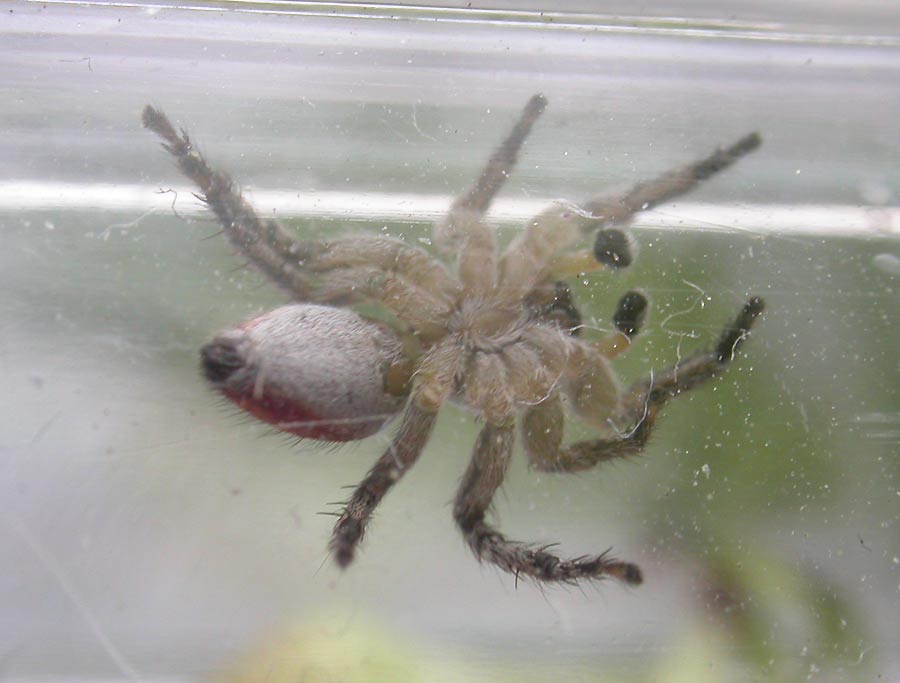 Habronattus decorus - view 4