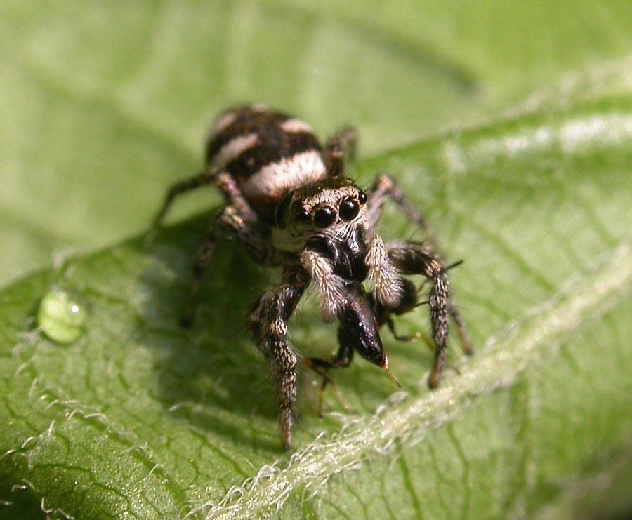 Salticus scenicus - Zebra Jumping Spider - female with prey