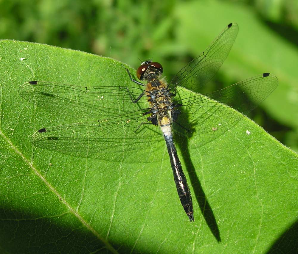 Frosted Whiteface - Leucorrhinia frigida