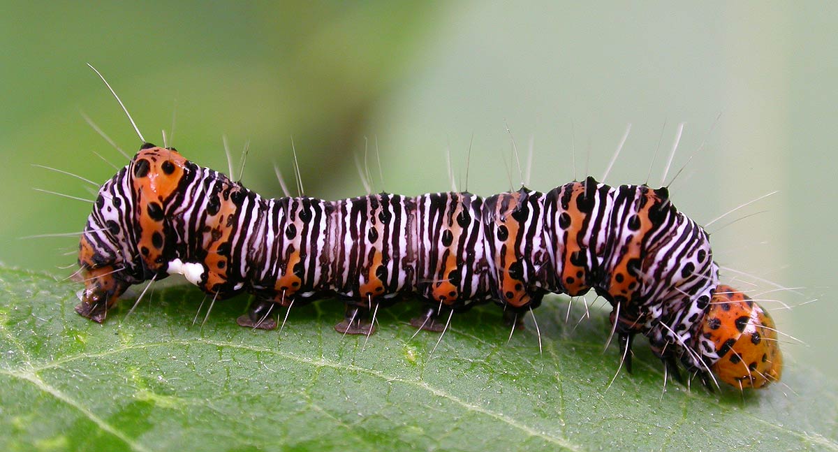 Alypia octomaculata - Eight-spotted Forester moth #9314