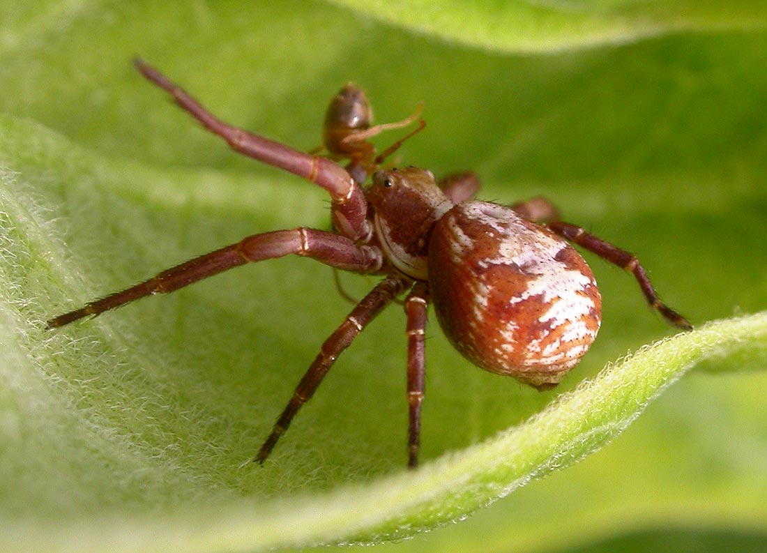 Xysticus punctatus (?) - female - view 3
