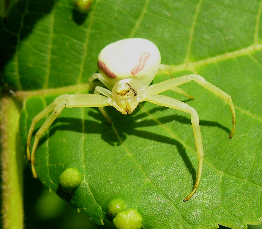 scar-spider-1-large.jpg