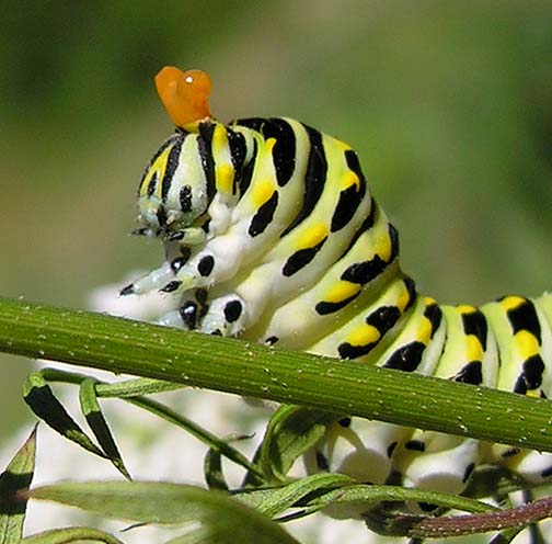 Papilio polyxenes - Black Swallowtail exposing osmeterium