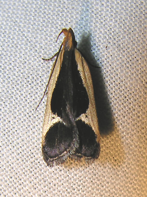 Dichomeris flavocostella - 2295 - Cream-edged Dichomeris Moth