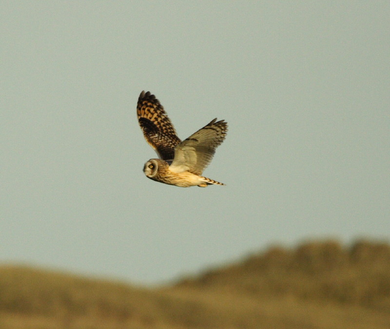 Short eared owl