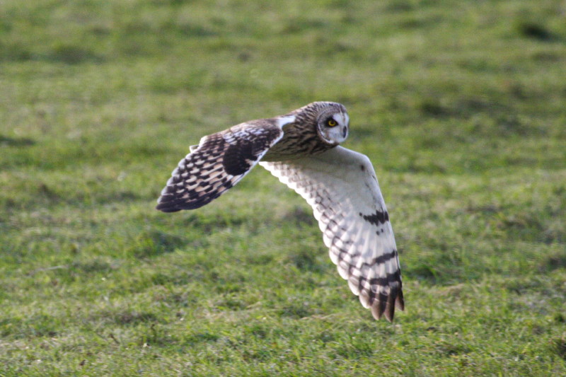 Short eared owl