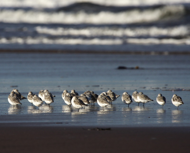 Dunlin