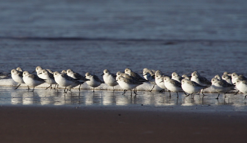 Dunlin