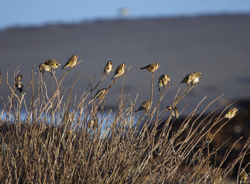 Goldfinches