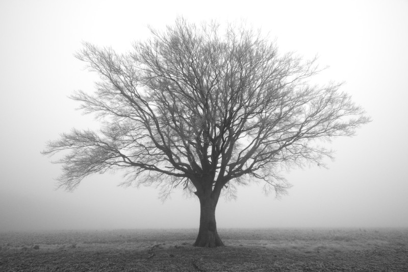 Bleak Beech in fog