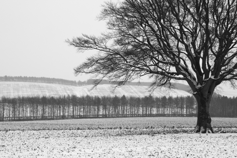 Snow on my favorite tree