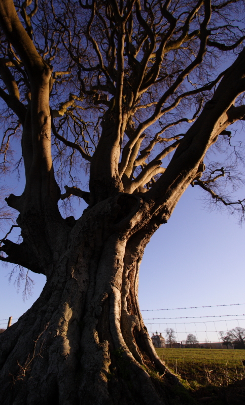 Big beech at dawn