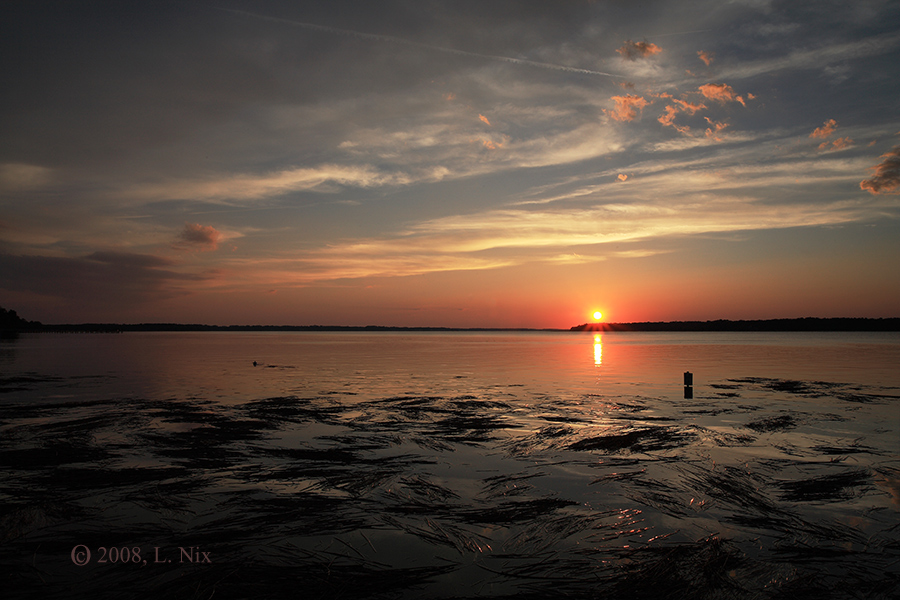 Spartina Grass Riding on the Tide