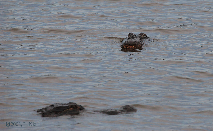 Swamp Visages