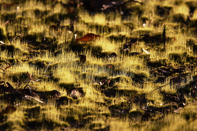 Winter-Grass-Emerging