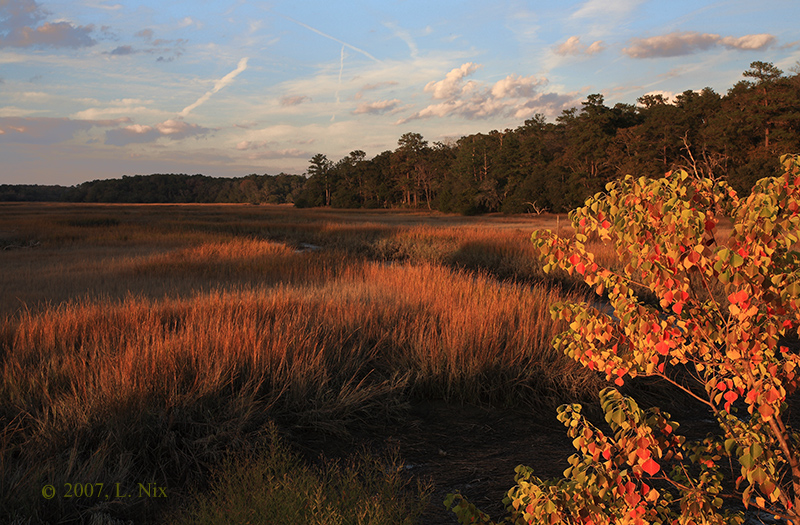 Autumn Marsh at Sunset