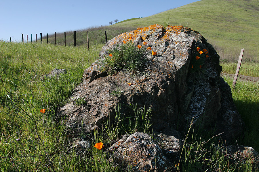 Poppies on the Rock