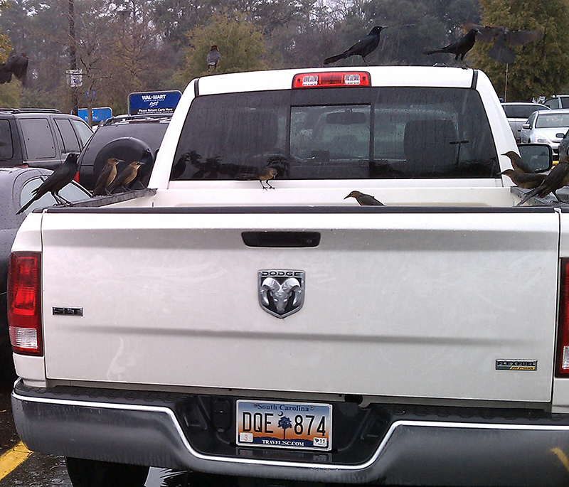 Tailgating Party at the Walmart