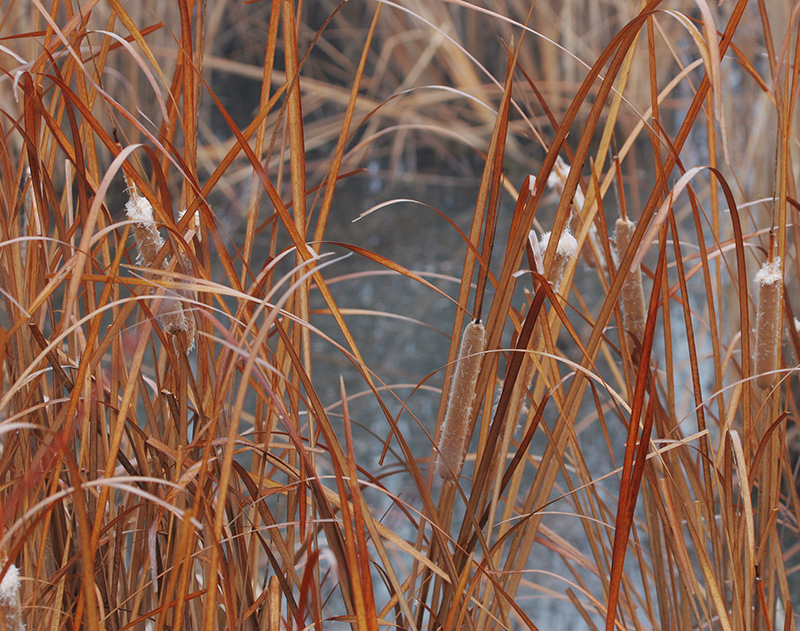 Cattails-Abstract-5