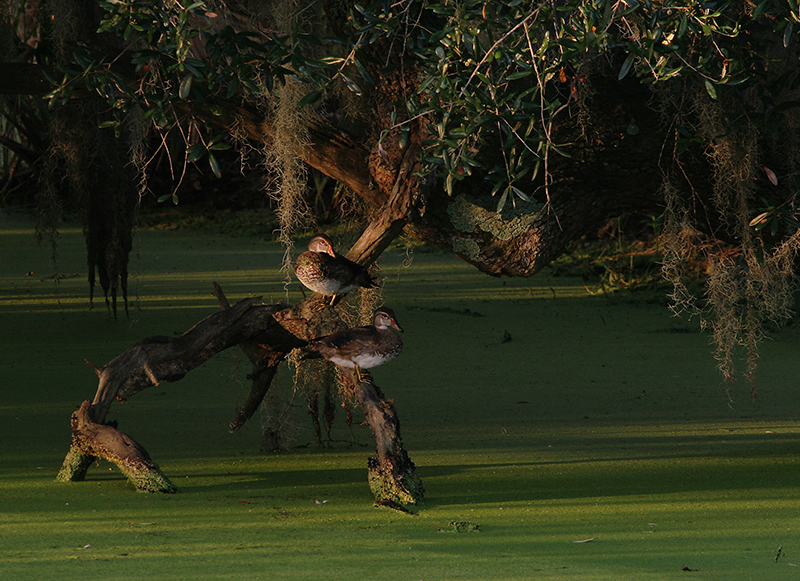 Wood Ducks on Marsh Pond.