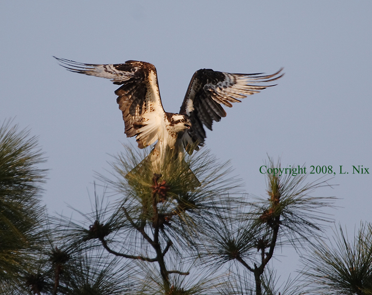 Osprey_ Wings High