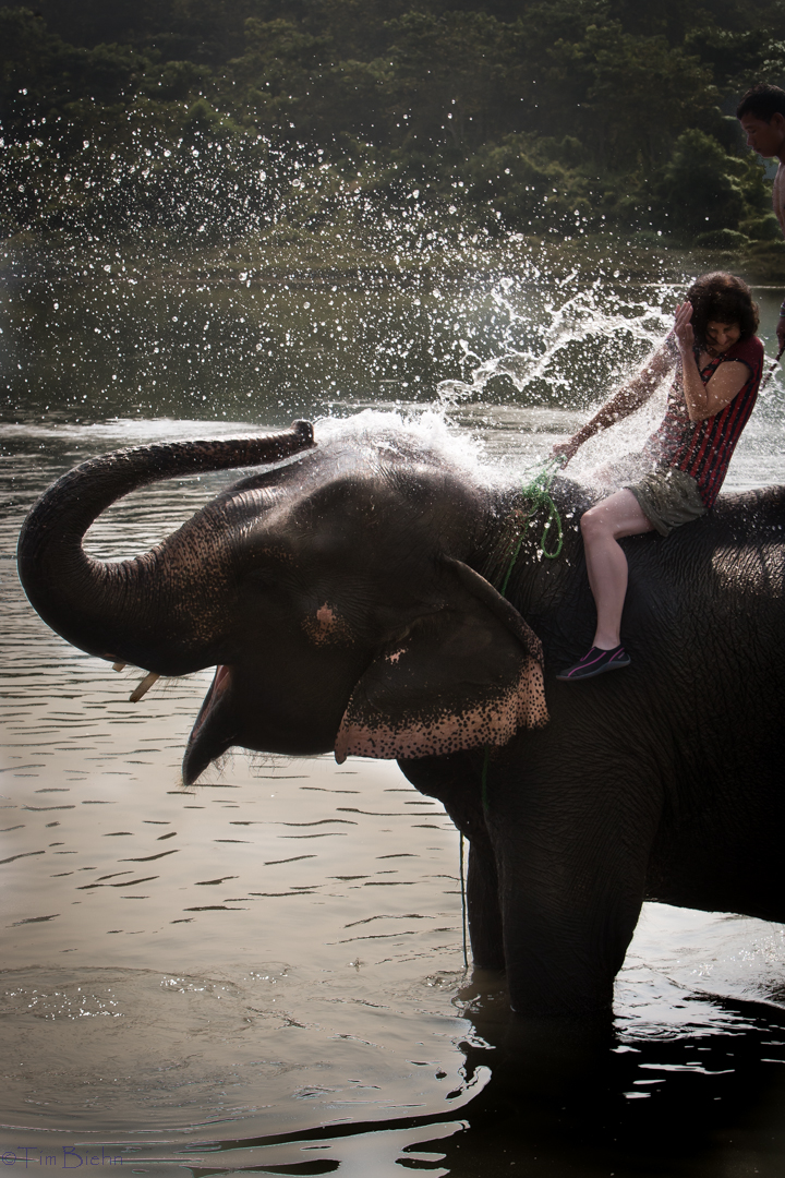 Washing the Elephants