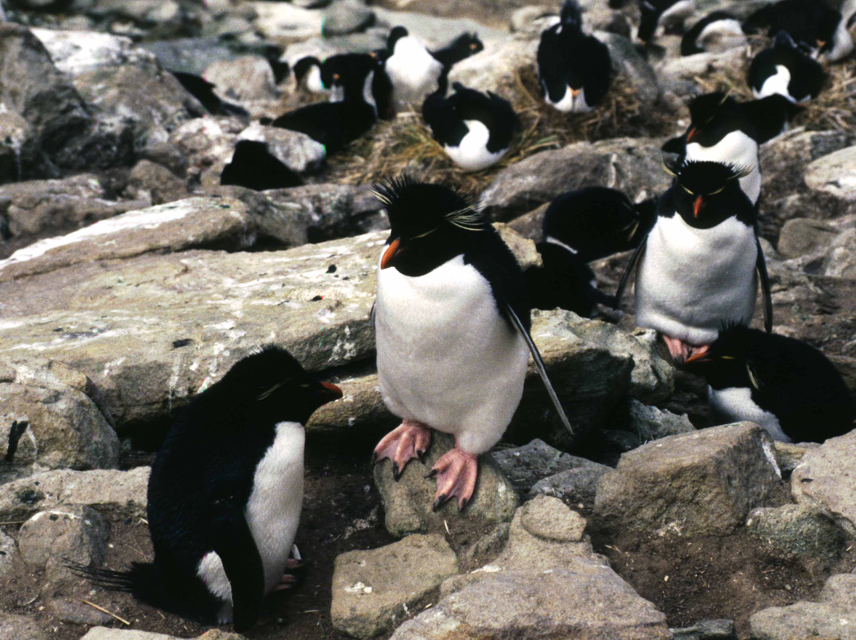 Antarctica Macaroni Penguins