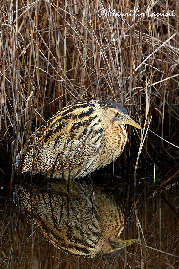 Bittern reflection , Tarabuso