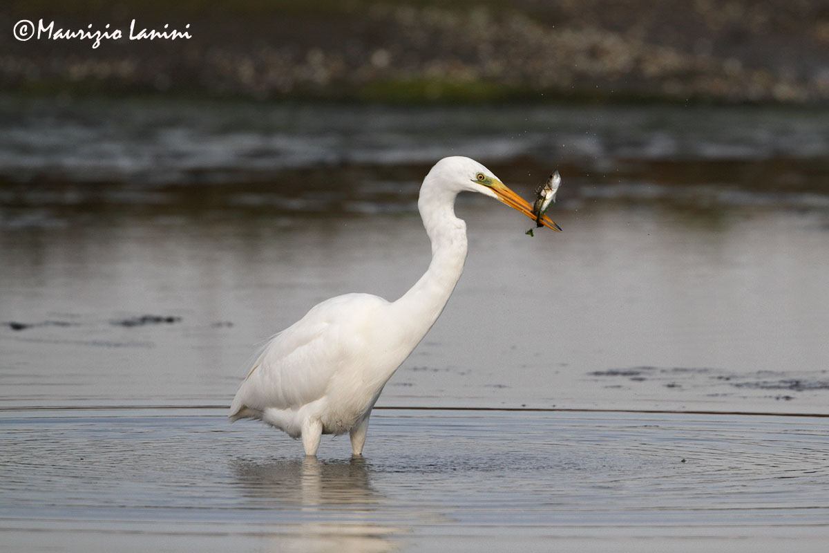 Airone bianco maggiore , Great egret