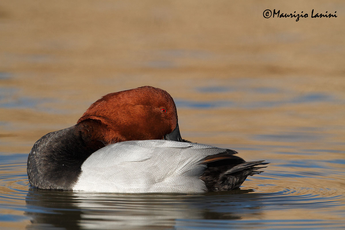 Moriglione , Common pochard sleeping time