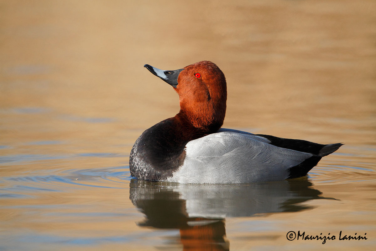 Moriglione , Common pochard