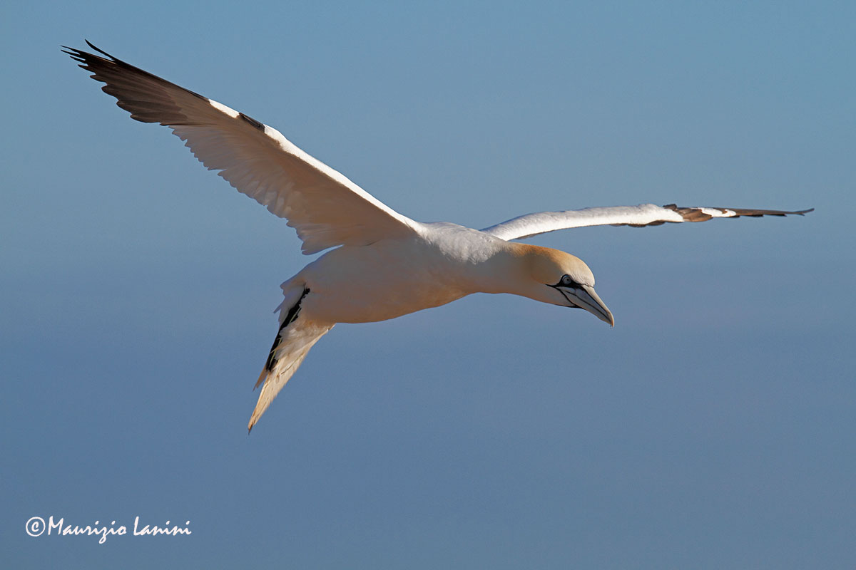 Sula bassana , Gannet