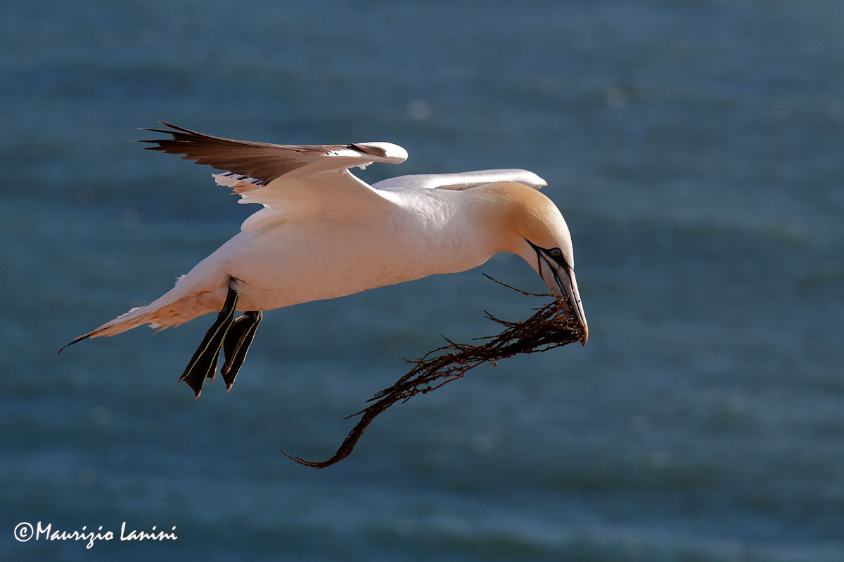 Sula bassana , Gannet