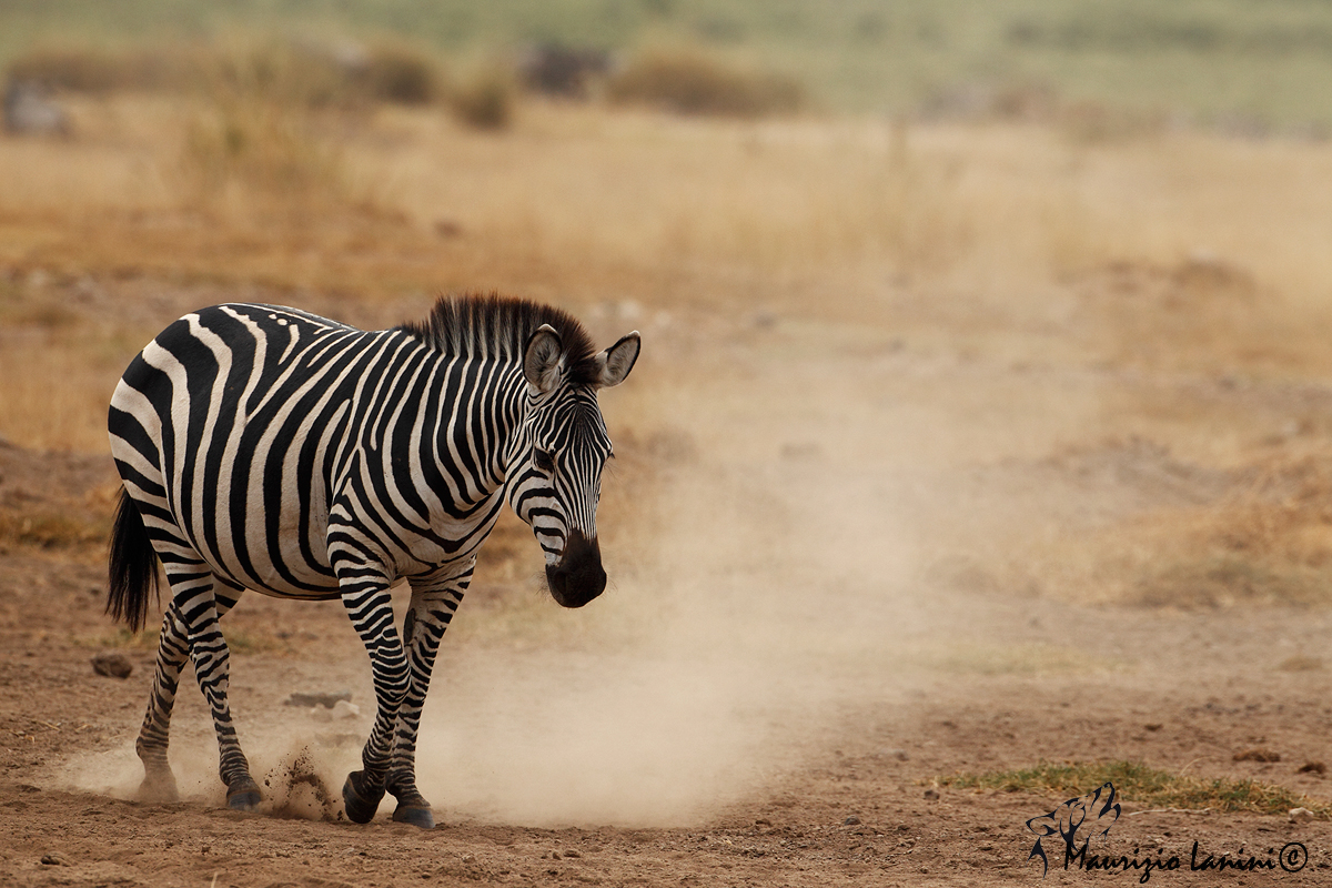 Zebra di Grant  , Grants zebra