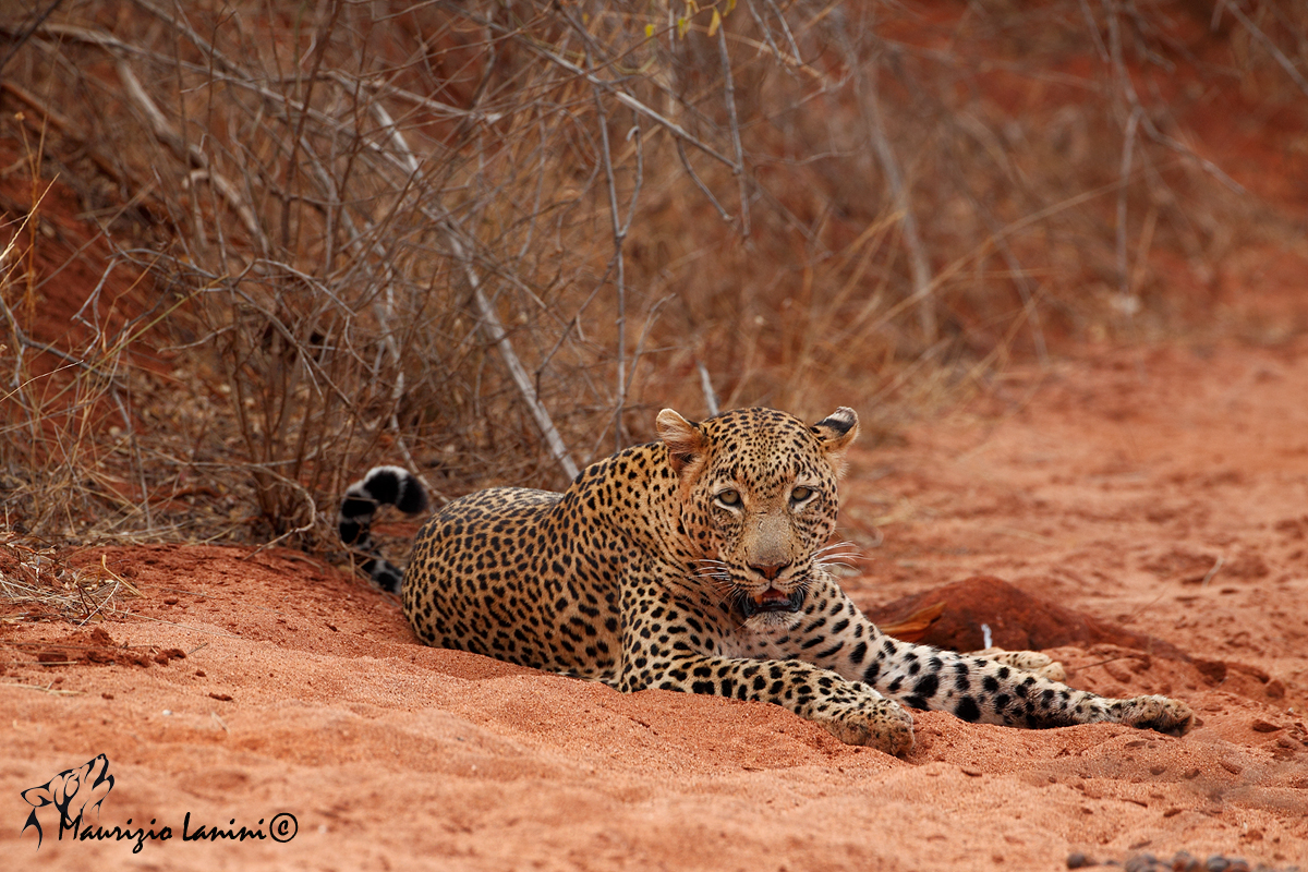 Leopardo , Leopard
