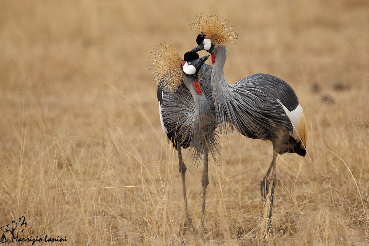 Gru coronate , Grey Crowned Crane