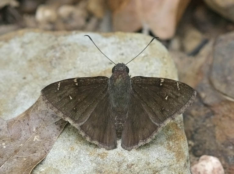 confused cloudwing butterfly name