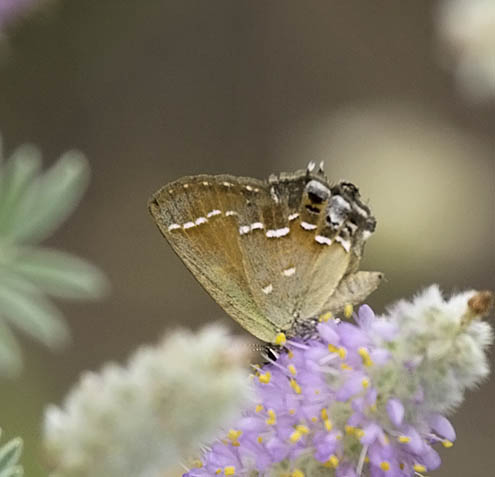 Olive Juniper Hairstreak