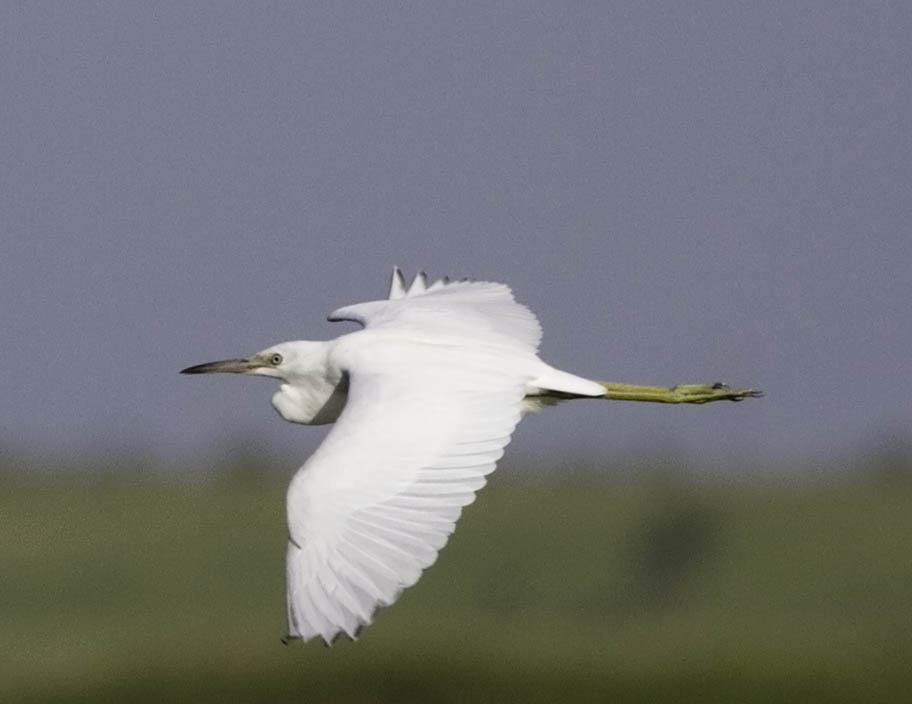 Little Blue Heron