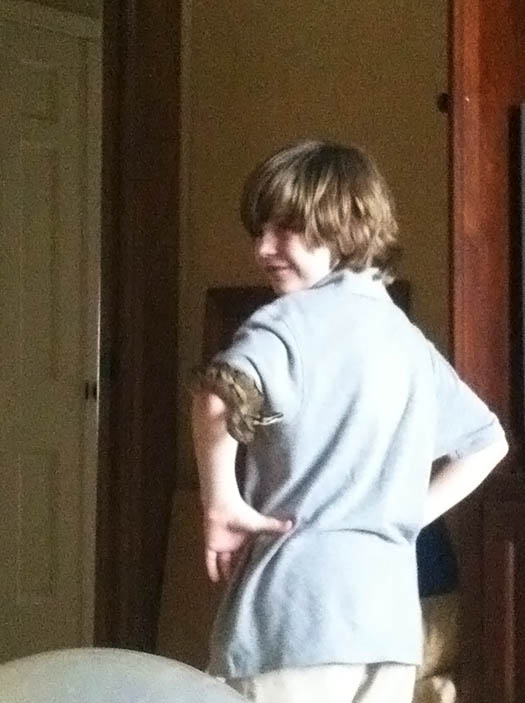 Ball Python