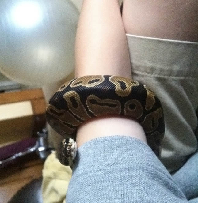 Ball Python