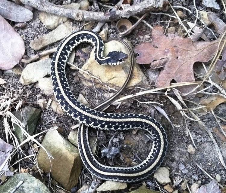 Common Gartersnake