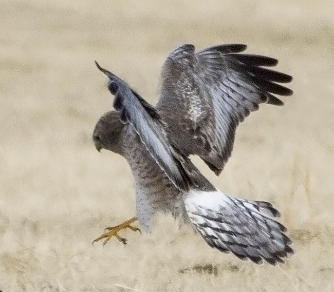 Northern Harrier