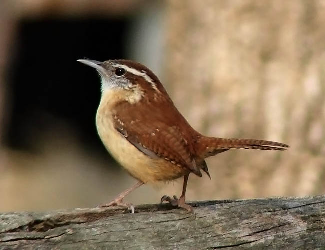 Carolina Wren