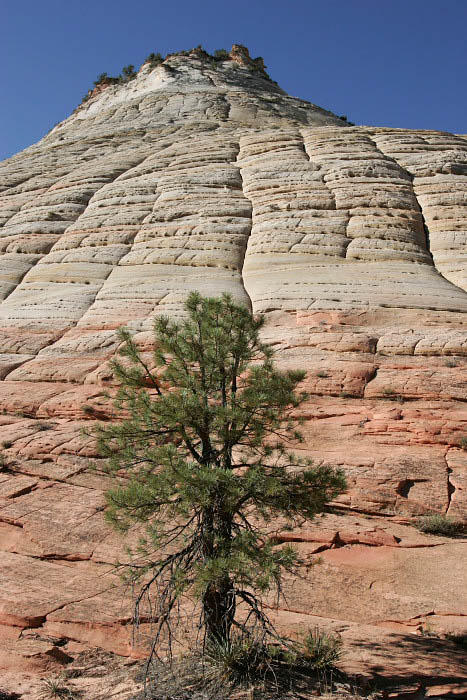 Pinyon Pine near Checkerboard Mesa