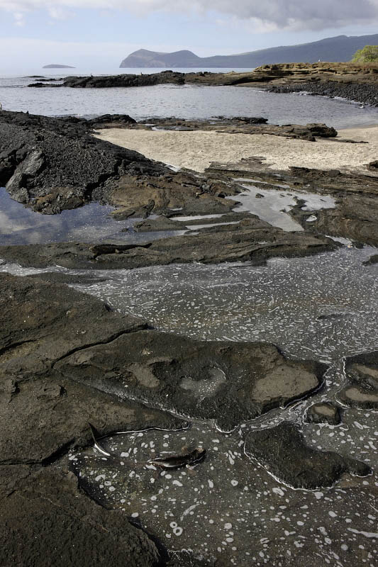 Marine iguana, Egas Port, Santiago Island