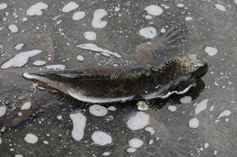 Marine iguana, Egas Port, Santiago Island