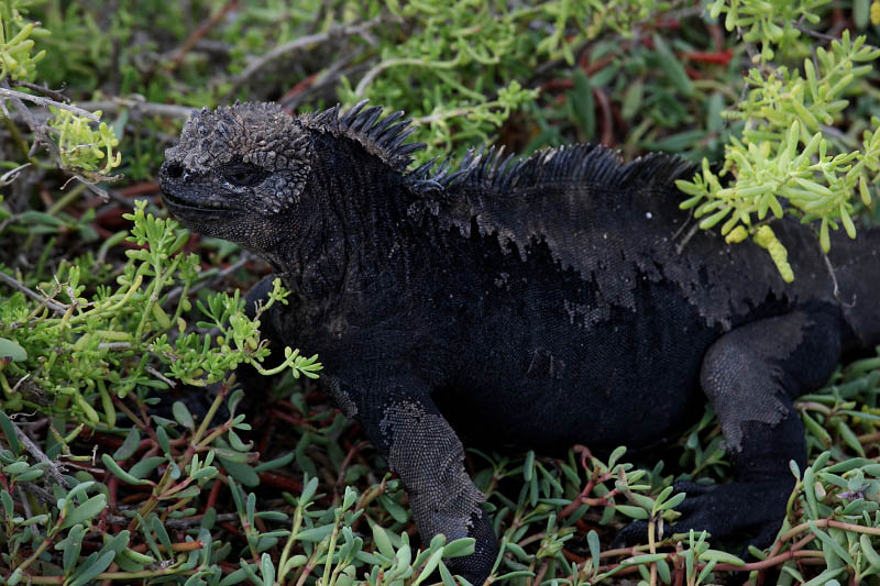 Marine Iguana, SantaCruz Island