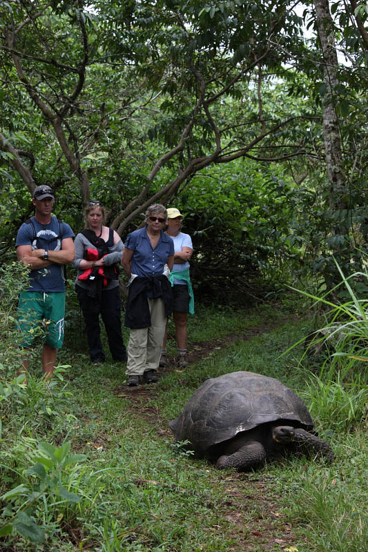Giant Tortoise, Santa Rosa Farm, Santa Cruz Island